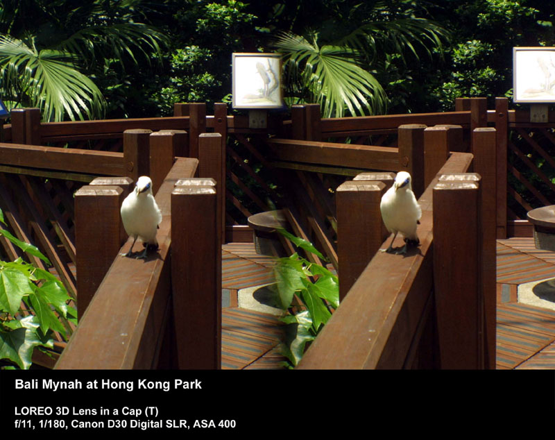 Bali Mynah at Hong Kong Park