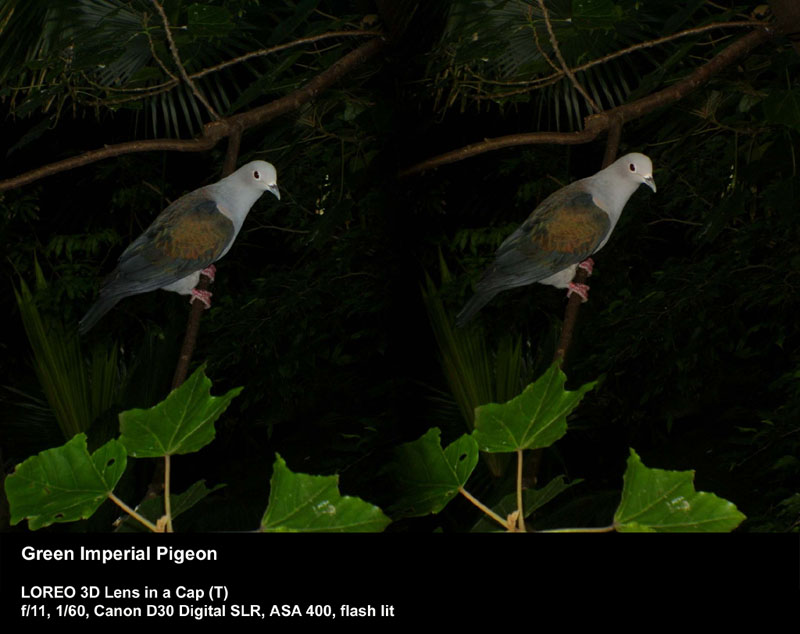 Green Imperial Pigeon