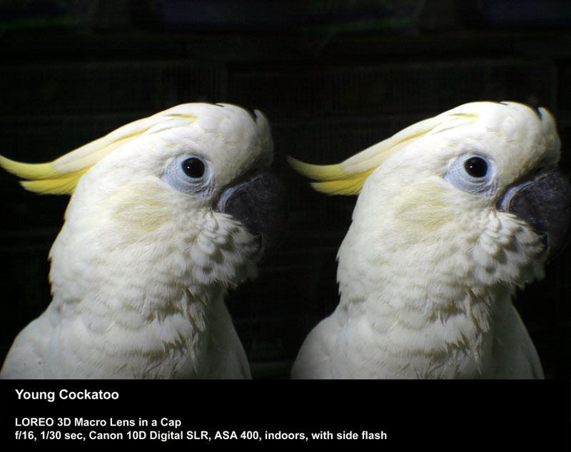 Young Cockatoo