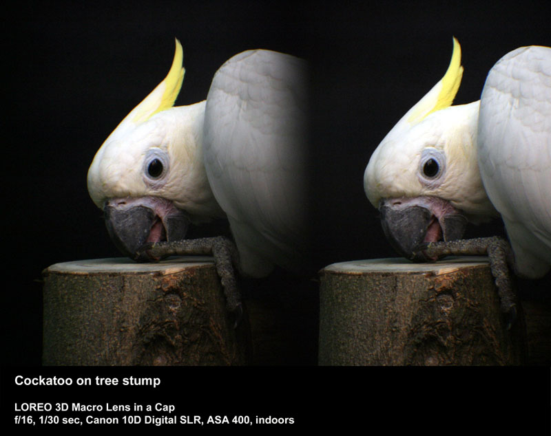 Cockatoo on tree stump