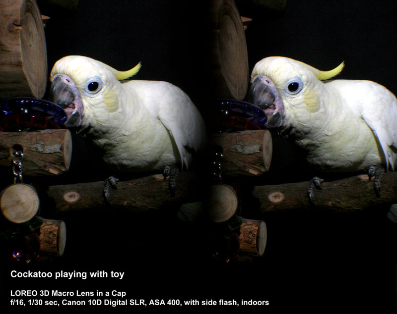 Cockatoo playing with toy