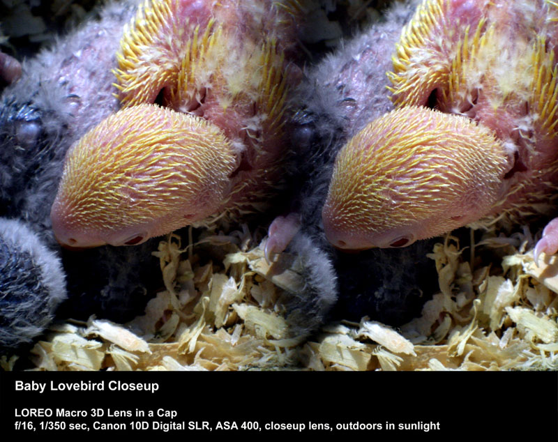 Baby Lovebird Closeup