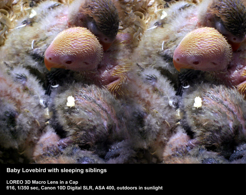 Baby Lovebird with sleeping siblings