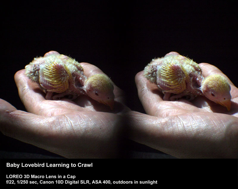 Baby Lovebird Learning to Crawl