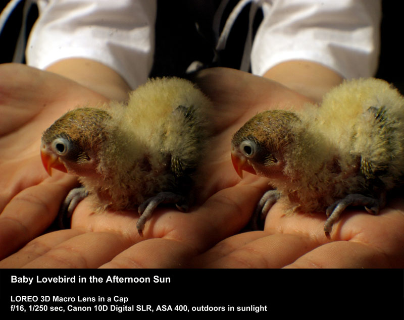 Baby Lovebird in the Afternoon Sun