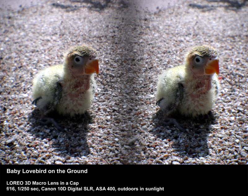 Baby Lovebird on the Ground