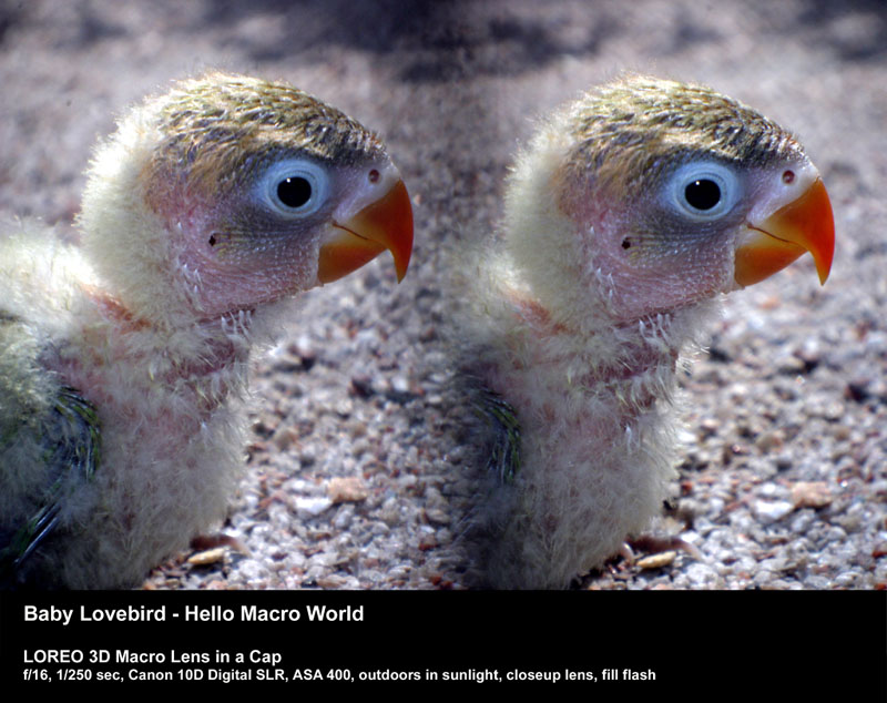 Baby Lovebird - Hello Macro World