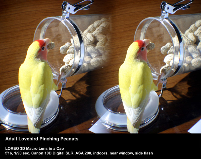 Adult Lovebird Pinching Peanuts