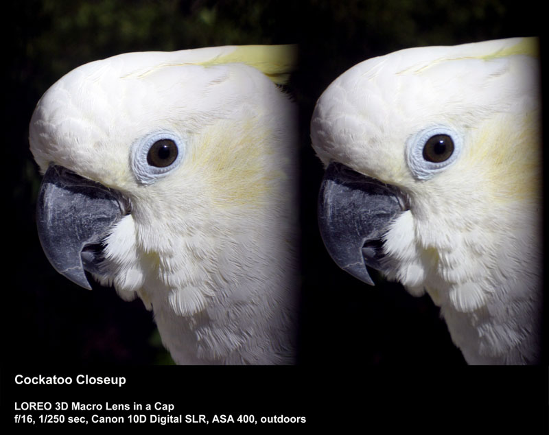 Cockatoo Closeup