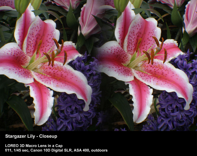 Stargazer Lily - Closeup