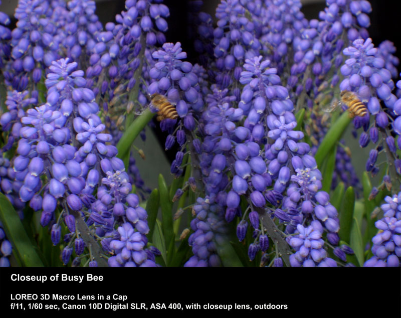 Closeup of Busy Bee