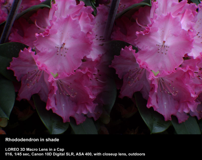 Rhododendron in shade