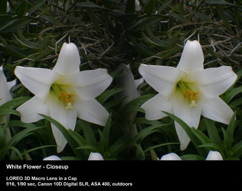 White Flower - Closeup