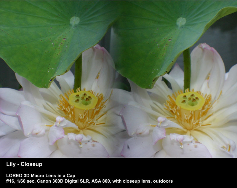 Lily - Closeup