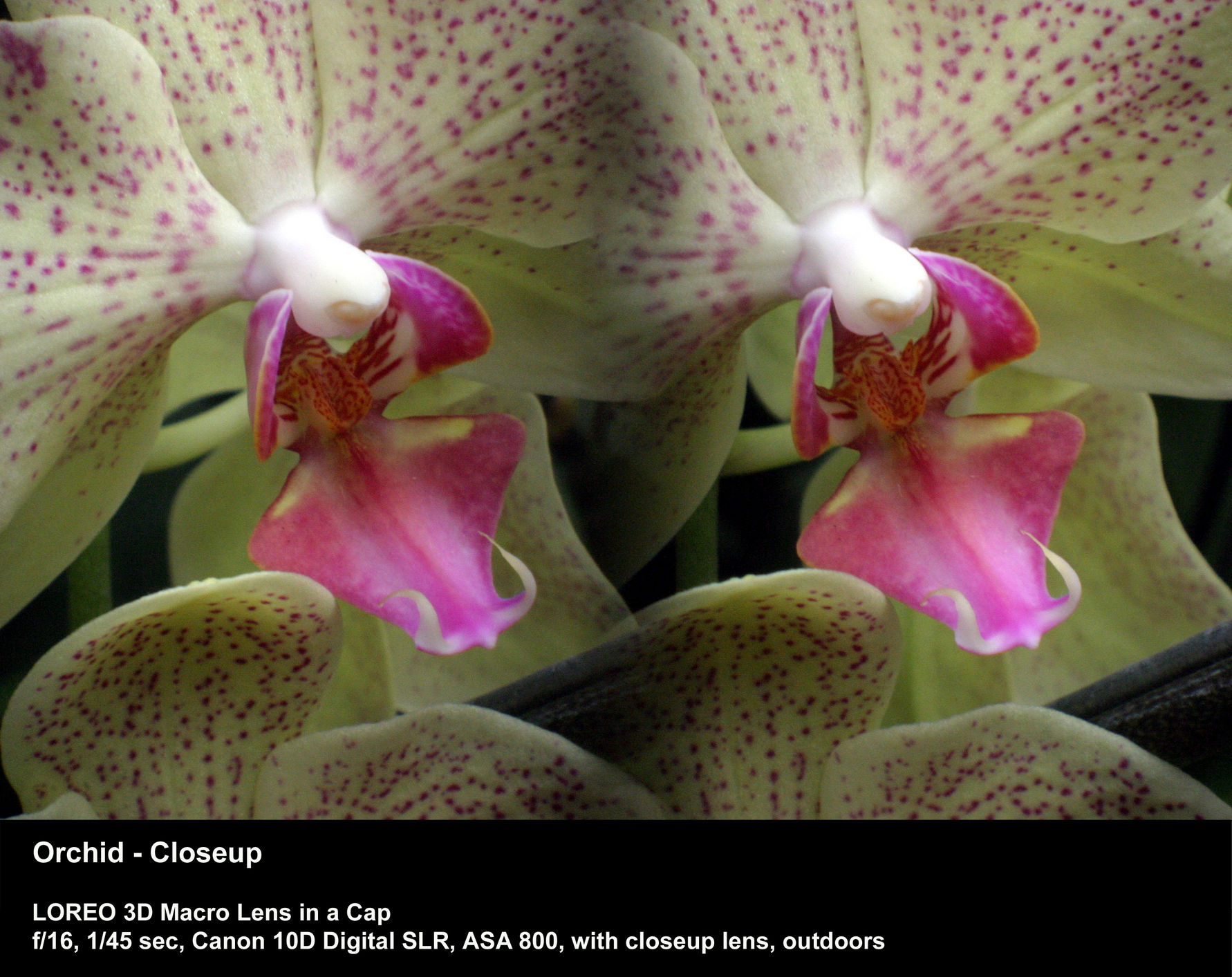 Toestemming Winkelcentrum Rustiek Loreo Sample Photographs - 3D Macro Lens in a Cap - Orchid - Closeup