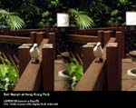 Bali Mynah at Hong Kong Park