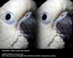 Cockatoo - Don't come any closer!
