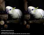 Cockatoo playing with toy