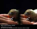 Baby Lovebird Crawling - Closeup
