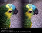 Amazon Parrot - closeup