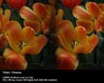 Tulips - Closeup