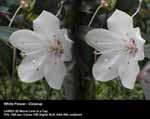 White Flower - Closeup