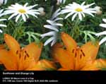 Sunflower and Orange Lily