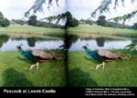 Peacock at Leeds Castle