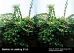 Bushes at Jockey Club